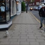 2014: Rye, East Sussex. The seagull started it.